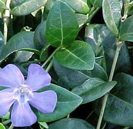 vinca minor