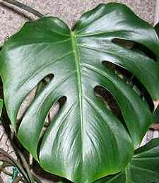 Könnyezőpálma levél Monstera - Filodendron - Könnyezőpálma