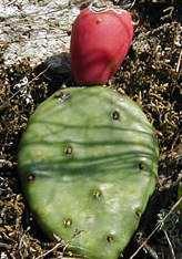 Medvetalp kaktusz