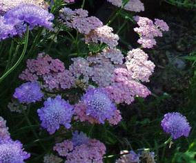 Kaukázusi ördögszem - Scabiosa