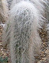Őszapó kaktusz