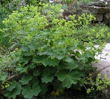 Alchemilla mollis - Lágyszőrű palástfű