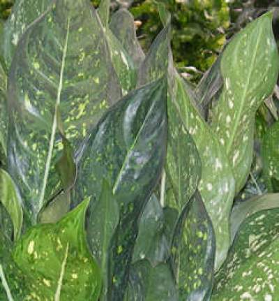 Rákvirág Aglaonema