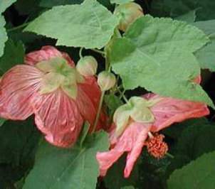 Selyemmályva Abutilon