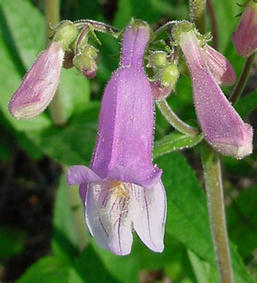 Bugatölcsér Penstemon