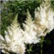 Astilbe arendsii Showstar