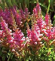 Astilbe - Csótárvirág