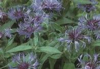 Centaurea montana