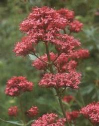 Centranthus - Sarkantyúvirág