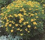 Coreopsis - Menyecskeszem