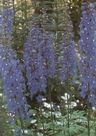 Delphinium Belladonna hybridek - Szarkaláb