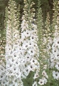 Delphinium Pacific hybridek - Szarkaláb