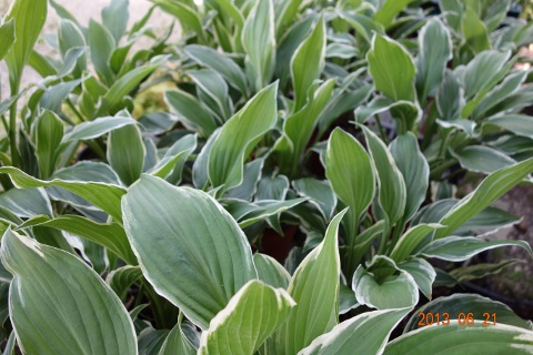 Hosta albopicta levelek