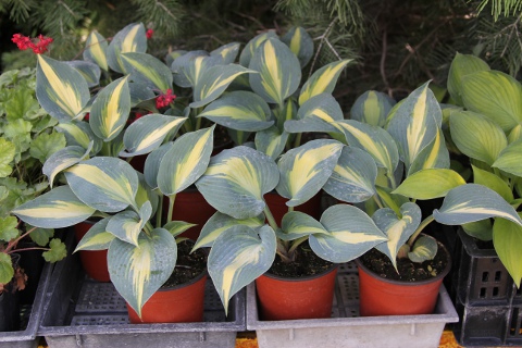 Hosta Catherine