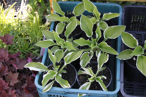 hosta francee