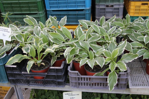 Hosta helonioides-albopicta