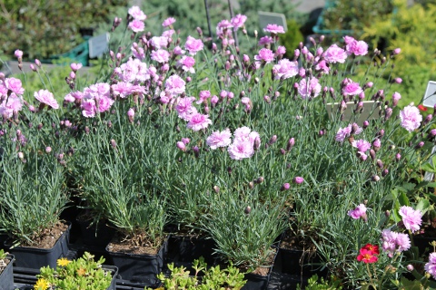 Tollas szegfű - Dianthus