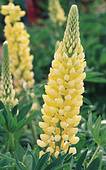 Sárga csillagfürt - Lupinus