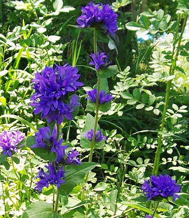 Csomós harangvirág campanula glomerata