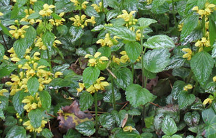 sárga árvacsalán, Lamium