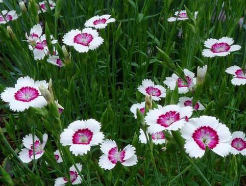 Mezei szegfű, Dianthus deltoides