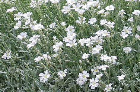 Wiandt Kertészet cikk Cerastium molyhos madárhúr 