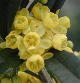 Berberis julianae - Júlia borbolya virág