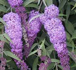 Nyáriorgona Buddleia davidii