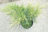 Juniperus media Old Gold