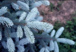Picea pungens - Ezüstfenyő