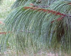 Pinus wallichiana - Himalájai selyemfenyő