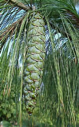 Pinus wallichiana selyemfenyő