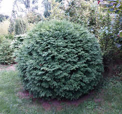 Thuja occidentalis Little Champion