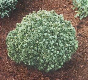 Picea glauca Alberta Globe