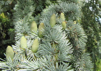 cedrus