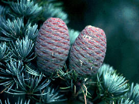 Cedrus atlantica Glauca - Atlaszcédrus