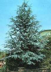 Cedrus atlantica Glauca