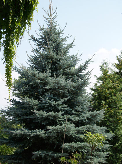 Ezüstfenyő - Picea pungens glauca