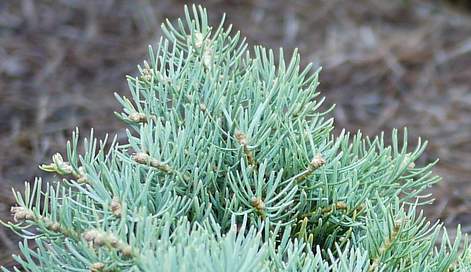 kolorádó fenyő Abies concolor