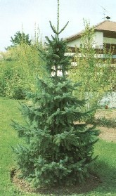 Szerb lucfenyő Picea omorika Szerb lucfenyő Picea omorika