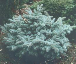 Picea pungens glauca Globosa