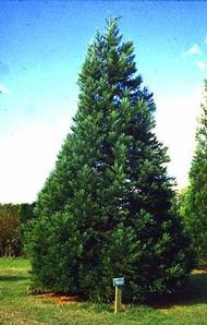 Sequoiadendron giganteum