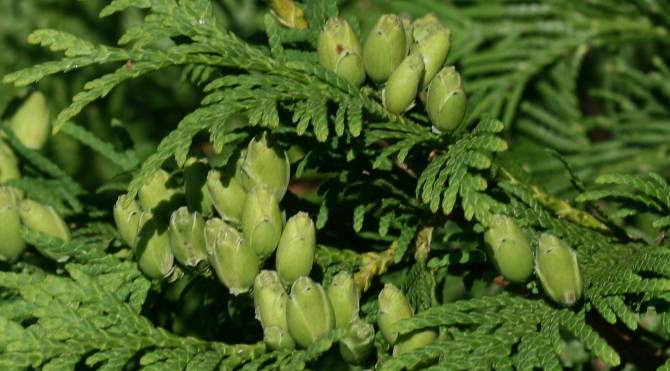 Nyugati tuja Brabant Smaragd Thuja fajták