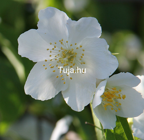 Jezsámen virágok - Philadelphus coronarius