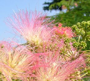 Selyemakác virága - Albizia julibrissim