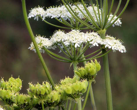 Ánizs Pimpinella anisum