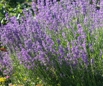 Levendula fajták Lavandula 