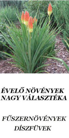 évelő növények