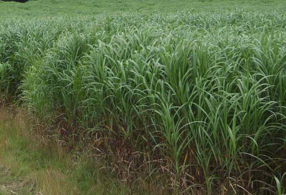 japánfű miscanthus