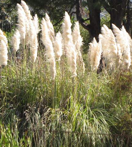 Pampafű, Cortaderia selloana 